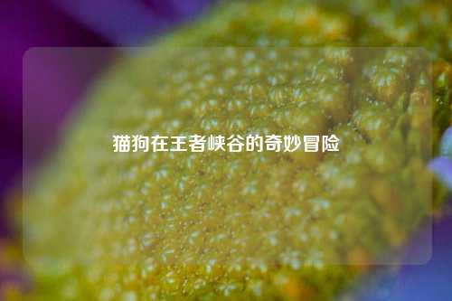 猫狗在王者峡谷的奇妙冒险