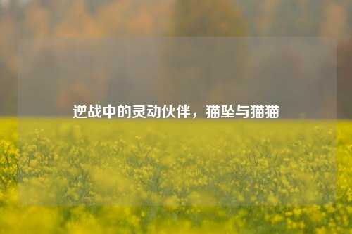 逆战中的灵动伙伴,猫坠与猫猫