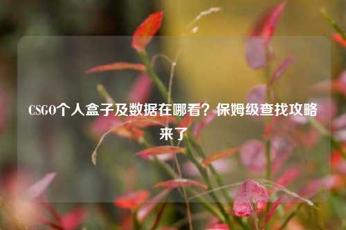 CSGO个人盒子及数据在哪看？保姆级查找攻略来了