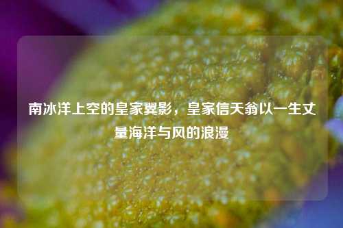 南冰洋上空的皇家翼影,皇家信天翁以一生丈量海洋与风的浪漫